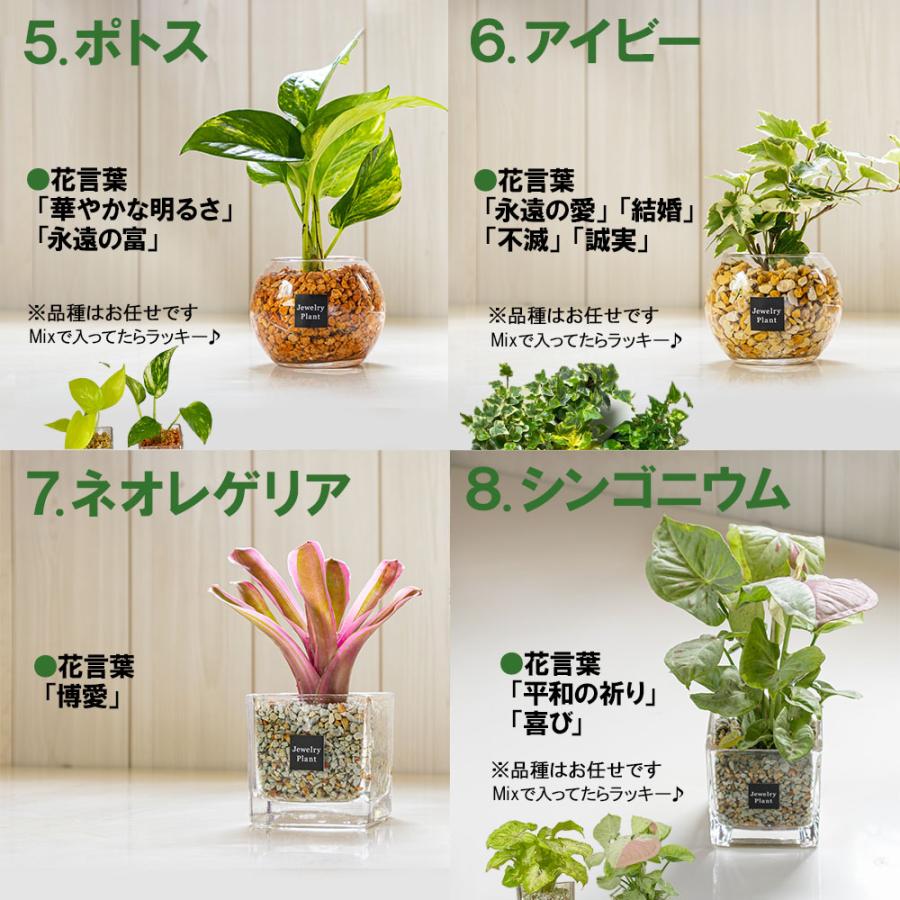 ハイドロカルチャー 観葉植物 土なし おしゃれ ゼオライト 選べる品種