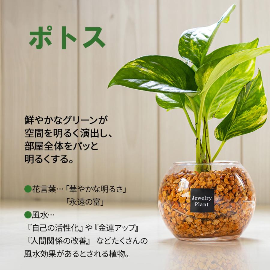 ハイドロカルチャー 観葉植物 土なし おしゃれ ゼオライト