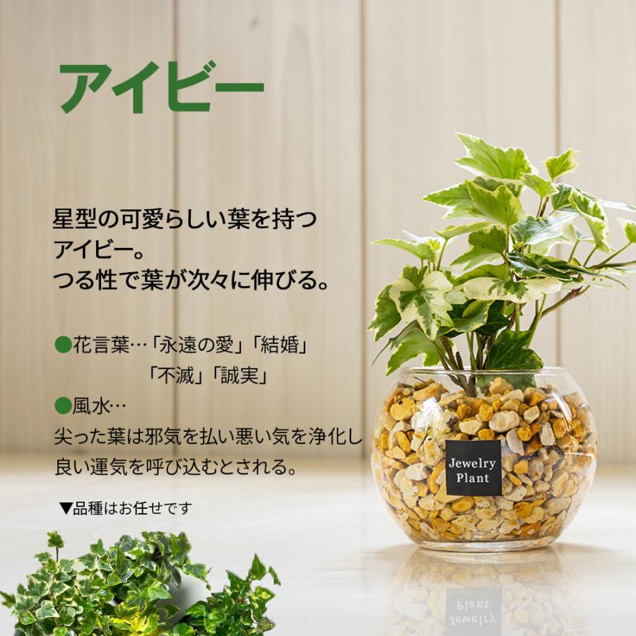 その他観葉植物 Nao その他観葉植物 Nao nao (@na0_plants) • Instagram photos and