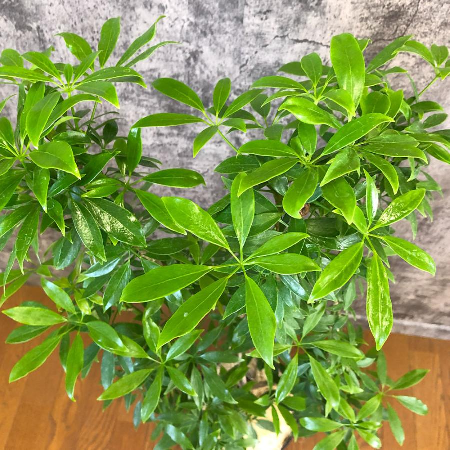 観葉植物 お中元 おしゃれ 大型 本物 シェフレラ ホンコンカポック