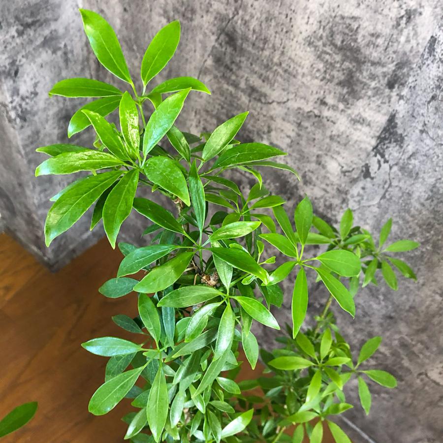 観葉植物 おしゃれ 大型 本物 シェフレラ ホンコンカポック グリーン
