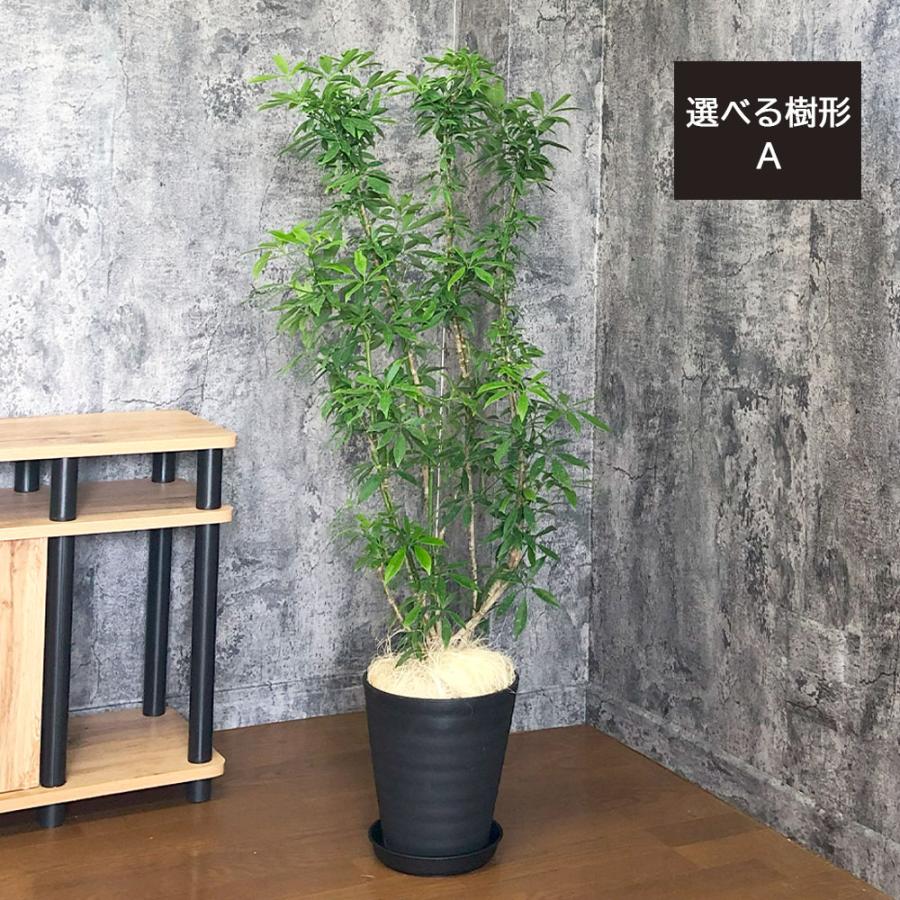 観葉植物 おしゃれ 大型 本物 シェフレラ ホンコンカポック グリーン
