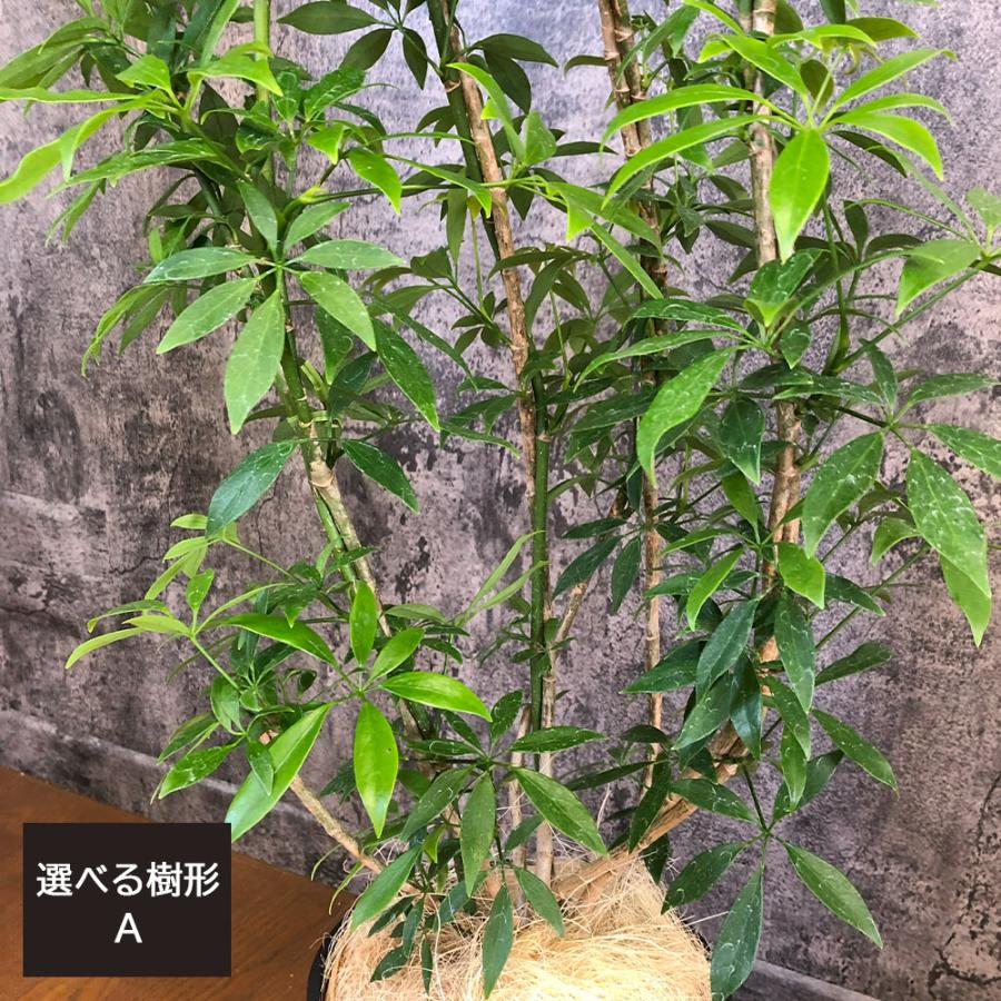 観葉植物 おしゃれ 大型 本物 シェフレラ ホンコンカポック グリーン