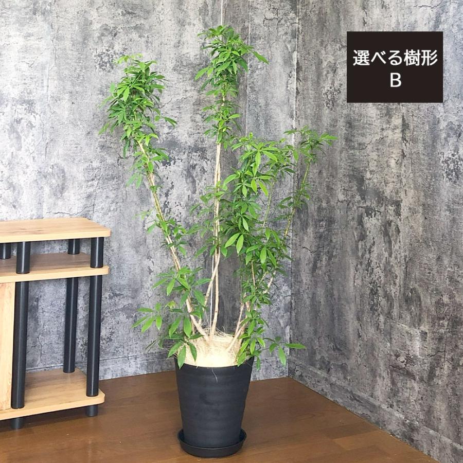 観葉植物 お中元 おしゃれ 大型 本物 シェフレラ ホンコンカポック