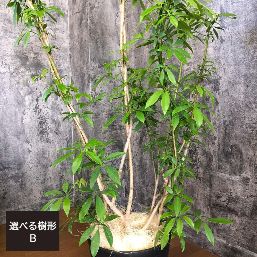 観葉植物 おしゃれ 大型 本物 シェフレラ ホンコンカポック グリーン