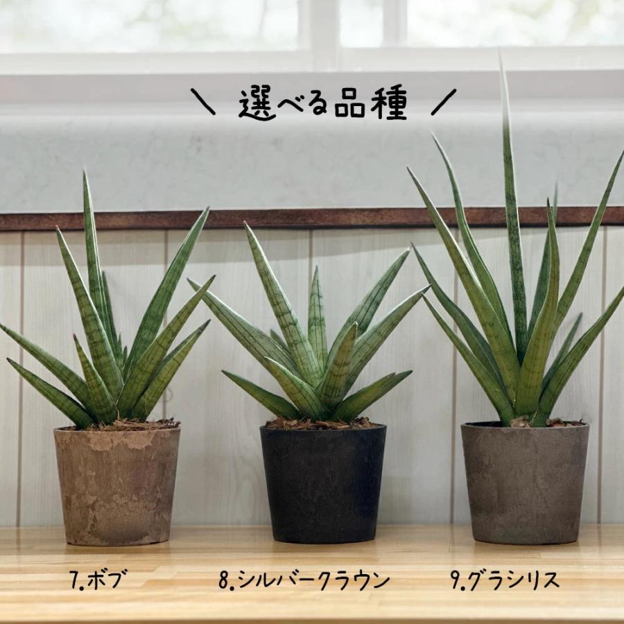 サンスベリア ミニ 3.5号 選べる品種 ボンセレンシス フランシー