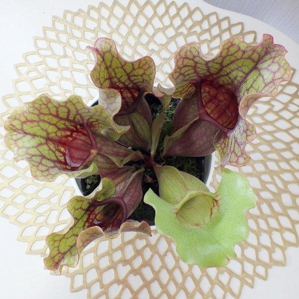 サラセニア 食虫植物 4号 白プラスチック鉢 選べる 受皿付 ユニーク 観葉植物 おしゃれ お祝い プレゼント ギフト 風水 種類一覧 鉢植 クリスマスプレゼント Ss 375 1 Okabe Green Jewelryplant 通販 Yahoo ショッピング