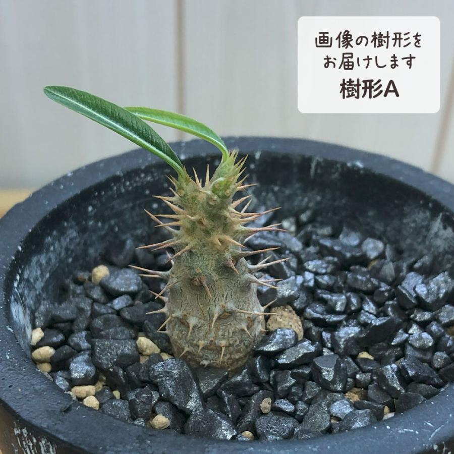 パキポディウム カクチペス 現地球 発根株 (鉢付き) 【公式通販】