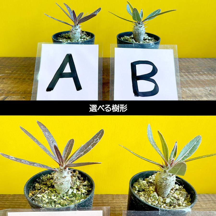 観葉植物 パキポディウム ロスラーツム カクチペス 選べる樹形 【現品】 ３号 黒陶器鉢 ソーサー付 黒デコジャリ付 多肉植物 塊根植物 誕生日 母の日 送料無料｜okabegreen｜02