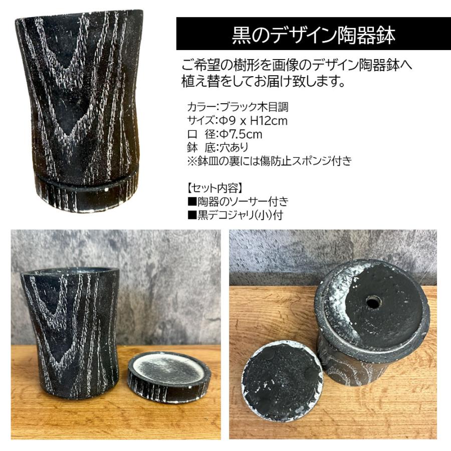 観葉植物 パキポディウム ロスラーツム カクチペス 選べる樹形 【現品】 ３号 黒陶器鉢 ソーサー付 黒デコジャリ付 多肉植物 塊根植物 誕生日 母の日 送料無料｜okabegreen｜05