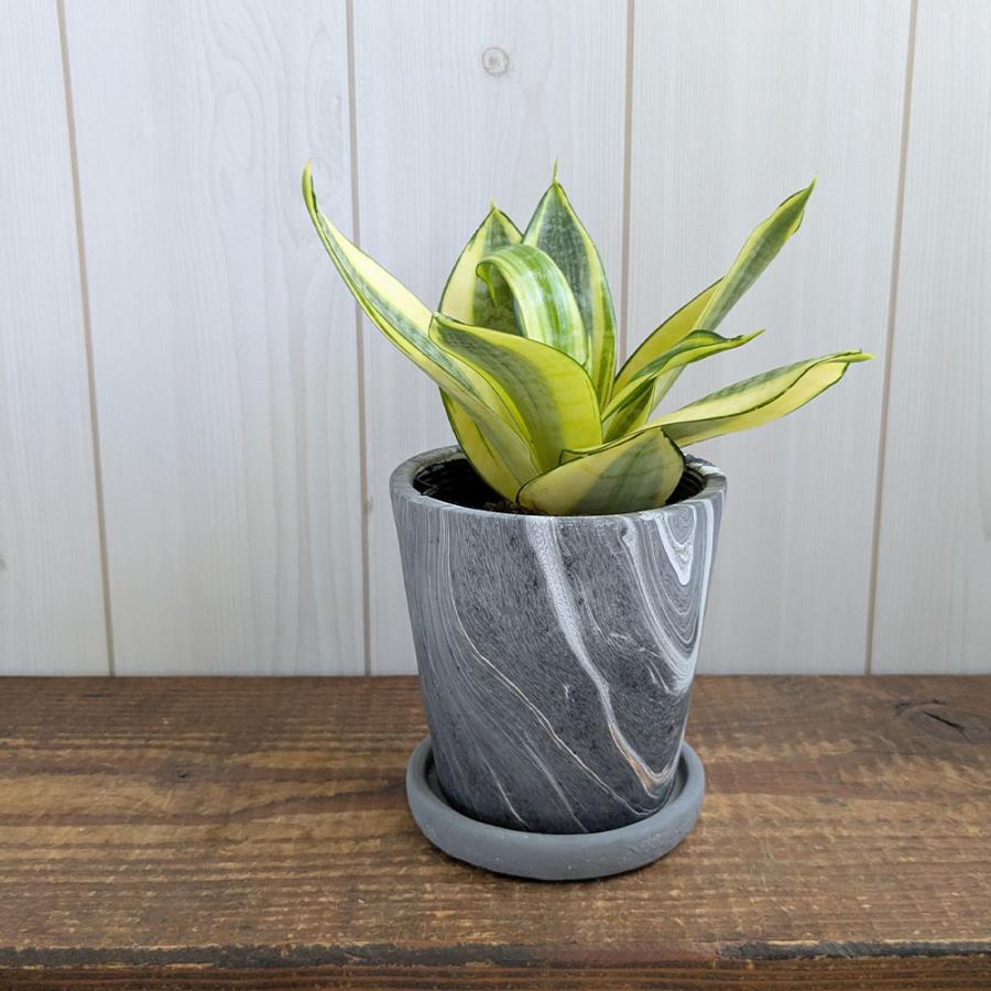 観葉植物 小さい サンスベリア ハニー 4号 グレーマーブル陶器鉢