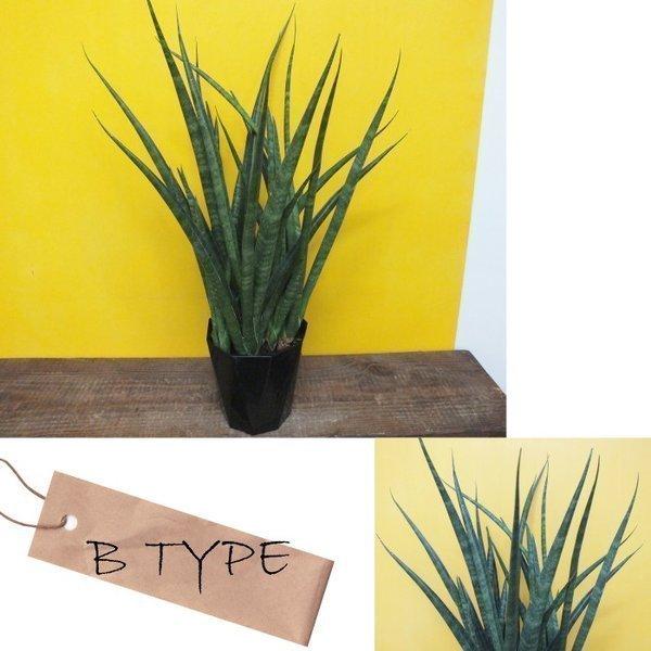 サンスベリア 5号 プラスチック鉢 選べる 観葉植物 おしゃれ お祝い プレゼント ギフト 風水 種類一覧 父の日 激安正規品