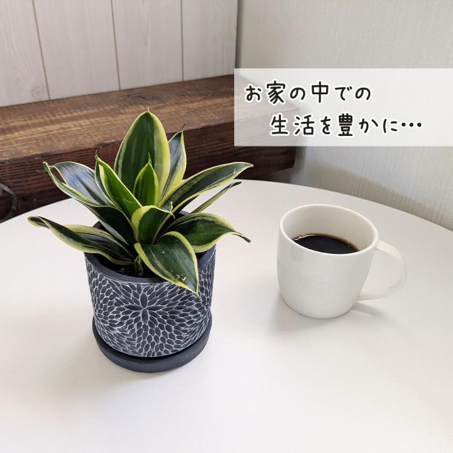 観葉植物 お中元 小さい サンスベリア 4号 選べる 丸筒陶器鉢