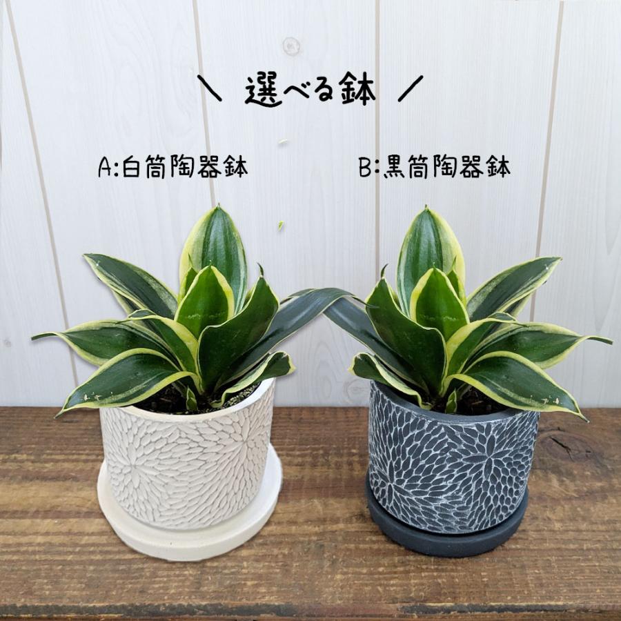 観葉植物 お中元 小さい サンスベリア 4号 選べる 丸筒陶器鉢