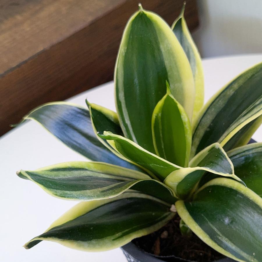 観葉植物 お中元 小さい サンスベリア 4号 選べる 丸筒陶器鉢