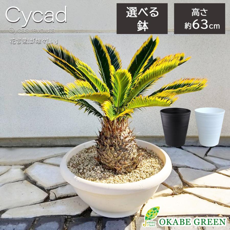 観葉植物 大型 種類 キンカンソテツ 10号 【現品】 金冠 金環 観葉植物 大型 種類 キンカンソテツ 10号 【現品】 金冠 金環