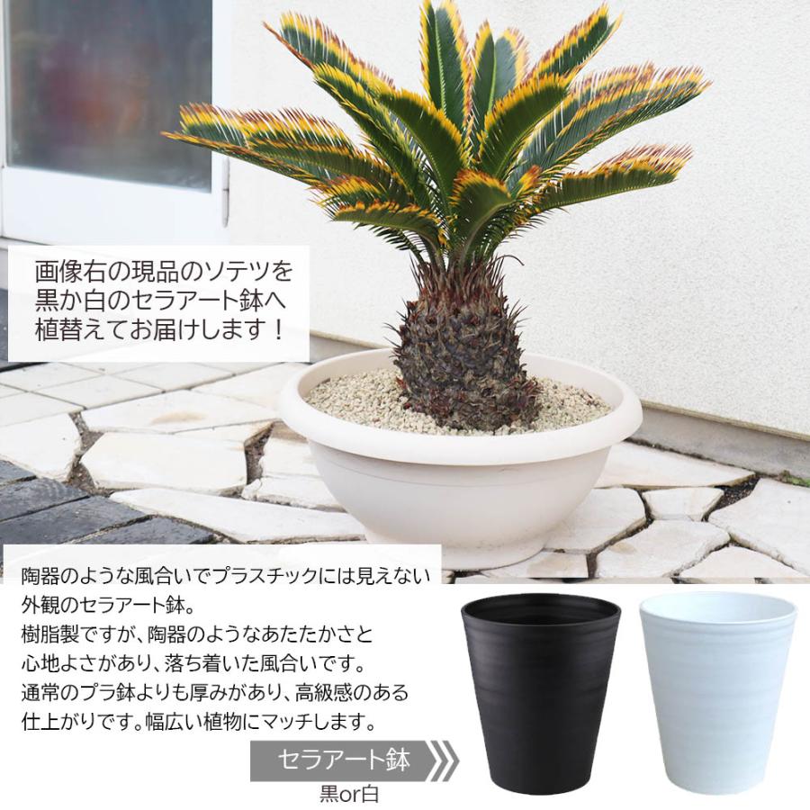 観葉植物 大型 種類 キンカンソテツ 10号 【現品】 金冠 金環 選べる