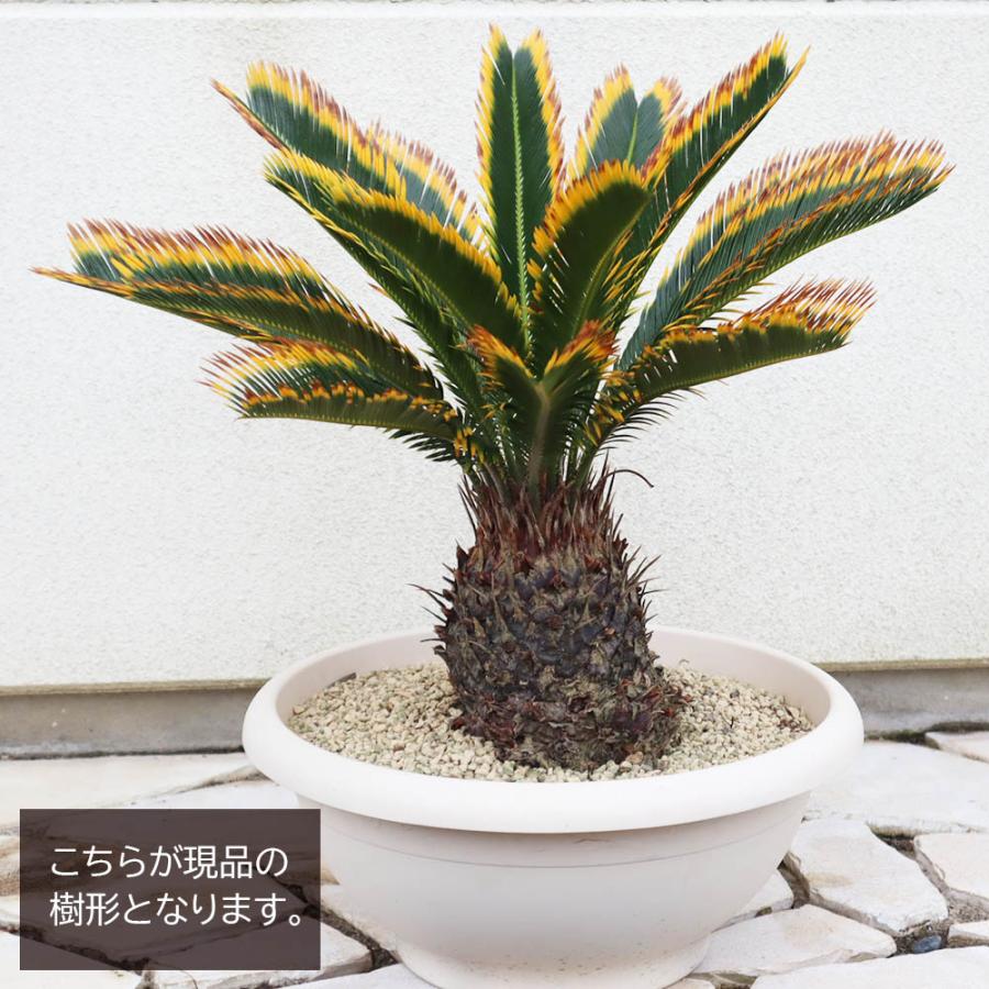 観葉植物 大型 種類 キンカンソテツ 10号 【現品】 金冠 金環 選べる