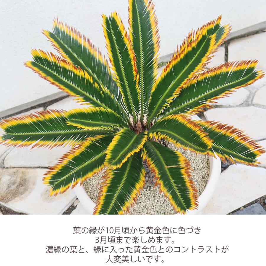 観葉植物 大型 種類 キンカンソテツ 10号 【現品】 金冠 金環 選べる