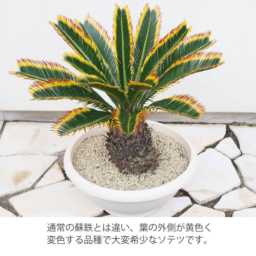 観葉植物 大型 種類 キンカンソテツ 10号 【現品】 金冠 金環 選べる