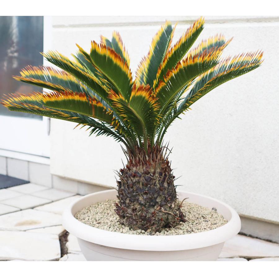観葉植物 大型 種類 キンカンソテツ 10号 【現品】 金冠 金環 観葉植物 大型 種類 キンカンソテツ 10号 【現品】 金冠 金環