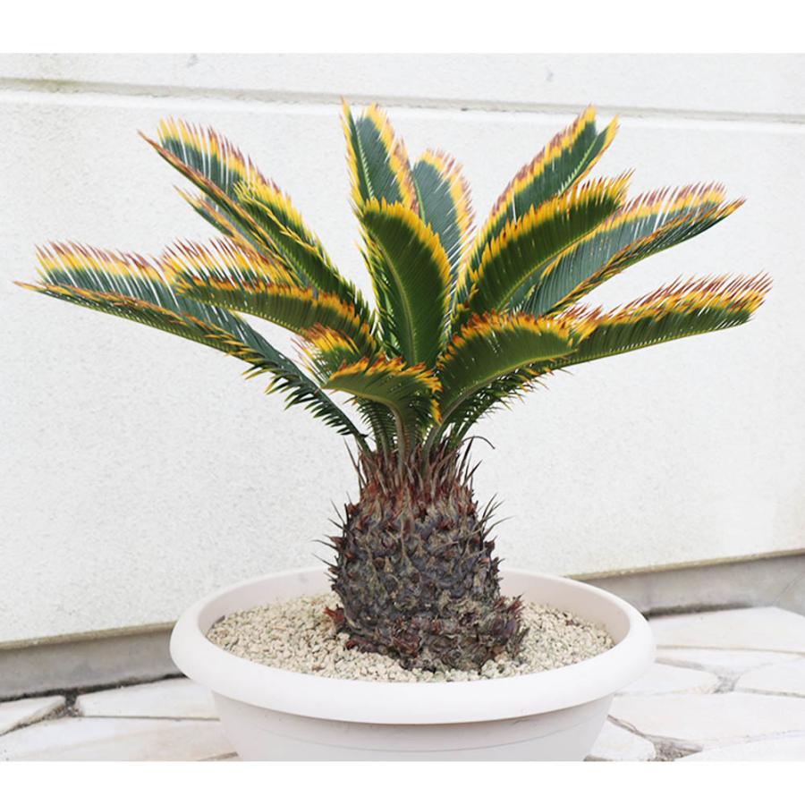 送料込み　金環蘇鉄　金環ソテツ　蘇鉄　ソテツ　形状良　盆栽　鉢植え　現品　希少 金環ソテツ5号鉢植え の通販 | 園芸ネット