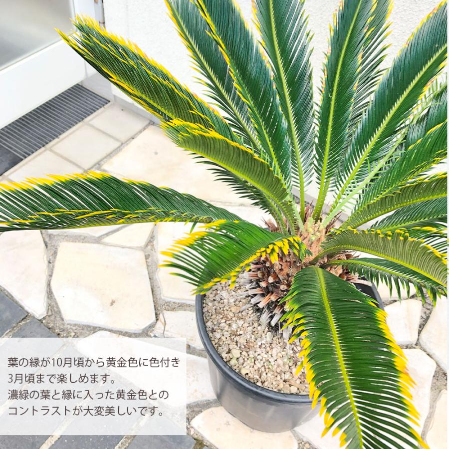 観葉植物 お中元 おしゃれ 大型 本物 キンカンソテツ 10号 現品 金冠