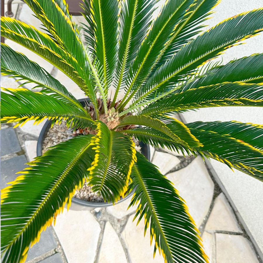 観葉植物 お中元 おしゃれ 大型 本物 キンカンソテツ 10号 現品 金冠