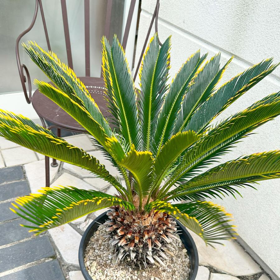 観葉植物 お中元 おしゃれ 大型 本物 キンカンソテツ 10号 現品 金冠