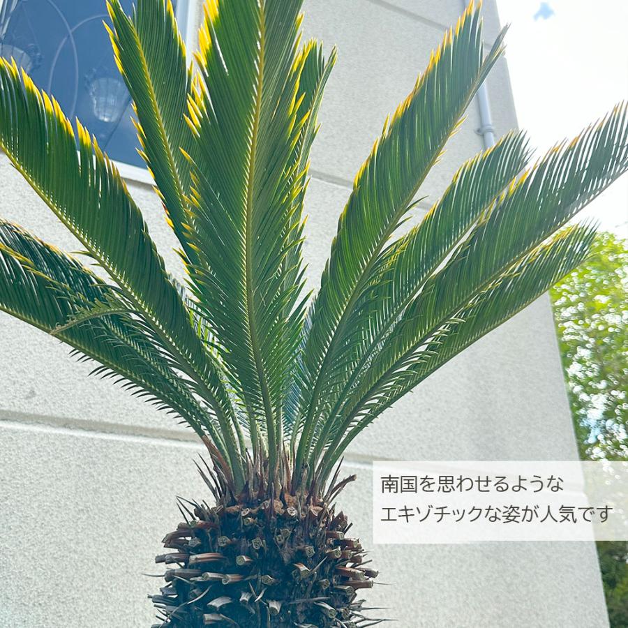 観葉植物 お中元 おしゃれ 大型 本物 キンカンソテツ 10号 現品 金冠