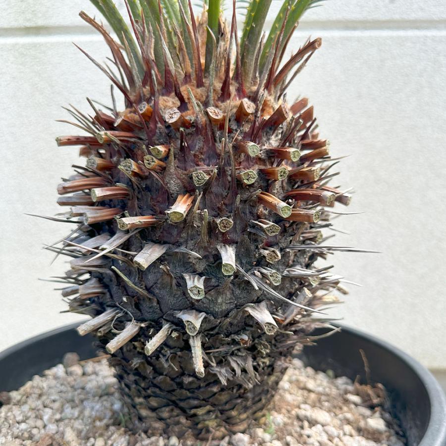 観葉植物 お中元 おしゃれ 大型 本物 キンカンソテツ 10号 現品 金冠