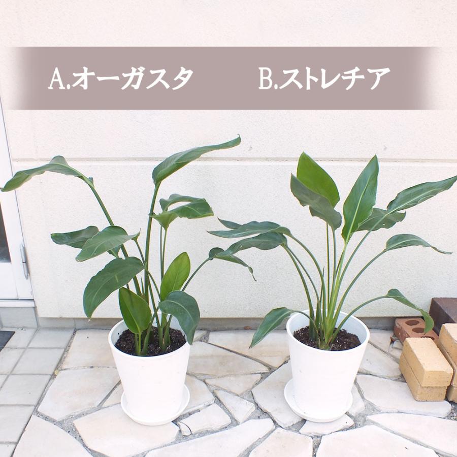オーガスタ ストレリチア 7号プラスチック鉢 観葉植物 おしゃれ お祝い プレゼント ギフト風水 種類一覧 鉢植え 父の日 St 244 Okabe Green 通販 Yahoo ショッピング