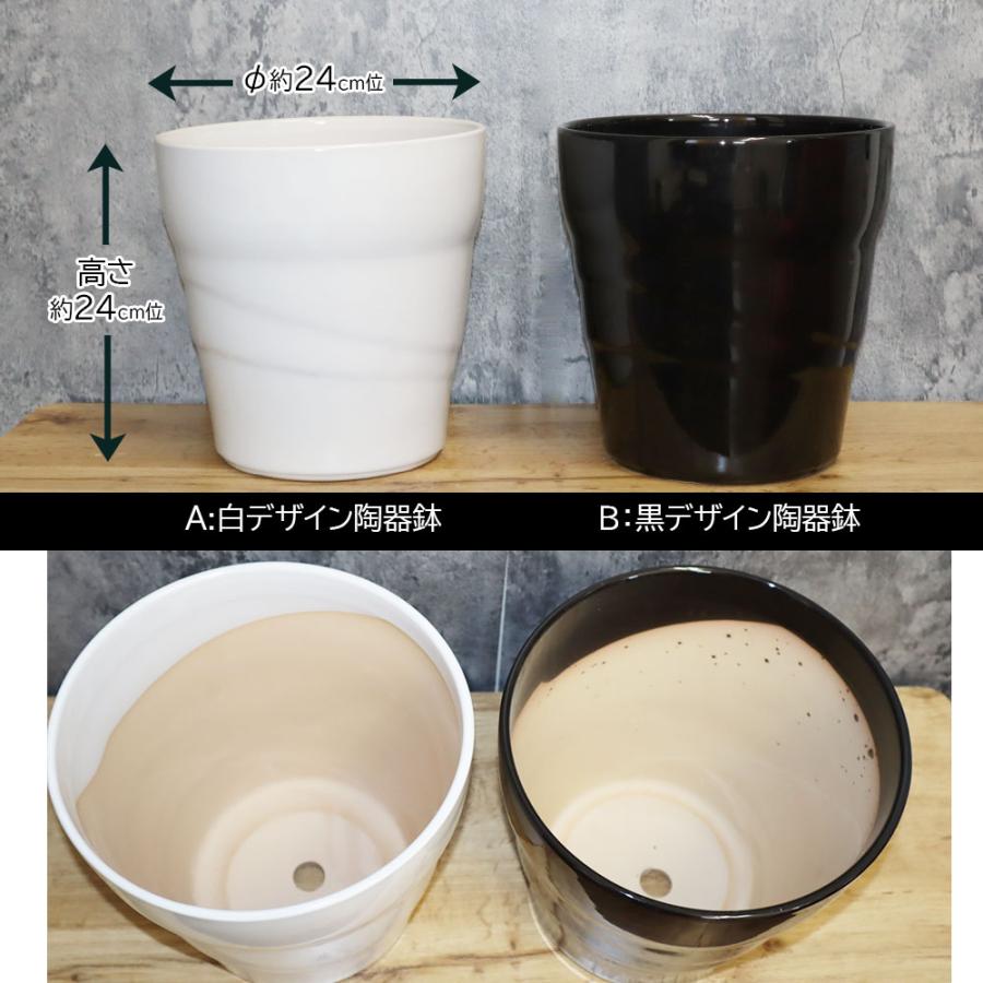 観葉植物 クリーム色の陶器鉢 観葉植物 鉢 8号 斜めライン 陶器鉢 選べる色 白 黒 大型 おしゃれ