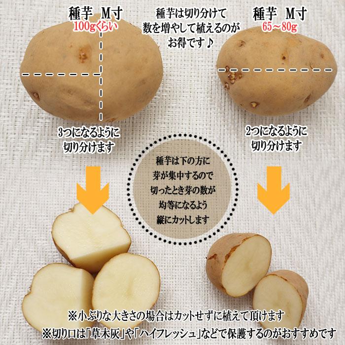 ☆ニックネーム☆ ジャガイモの種芋: 3品種 ジャガイモ 種芋 じゃがいも 3kg 秋植え 選べる品種 男爵 メークイン