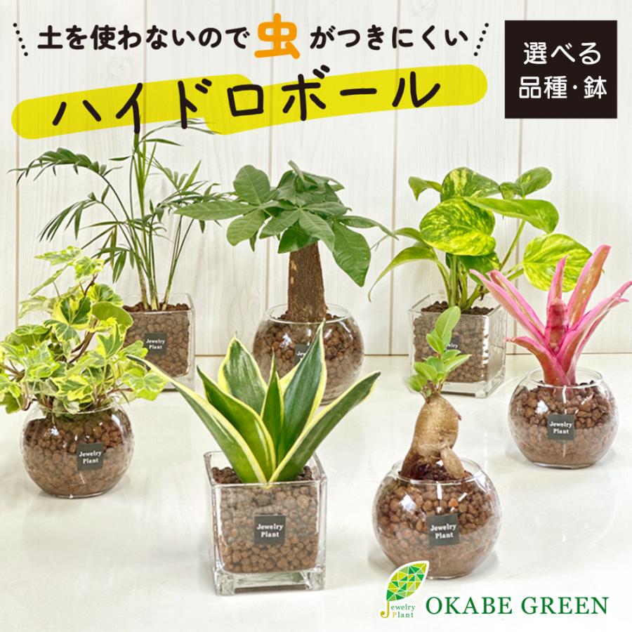 ハイドロカルチャー 母の日 ギフト プレゼント 観葉植物 土なし おしゃれ ハイドロボール ハイドロコーン 選べる品種 パキラ ガジュマル サンスベリア  送料無料（Yahoo!・OKABE GREEN JewelryPlant）