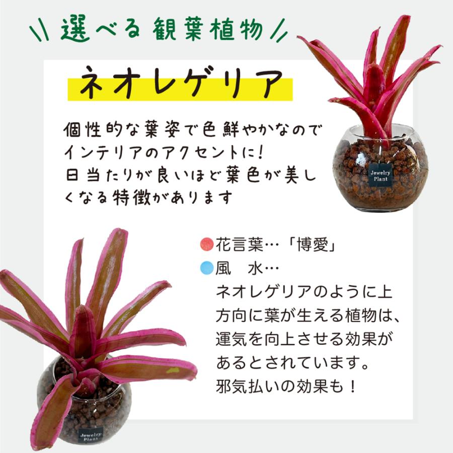 ハイドロカルチャー 観葉植物 お中元 土なし おしゃれ ハイドロボール