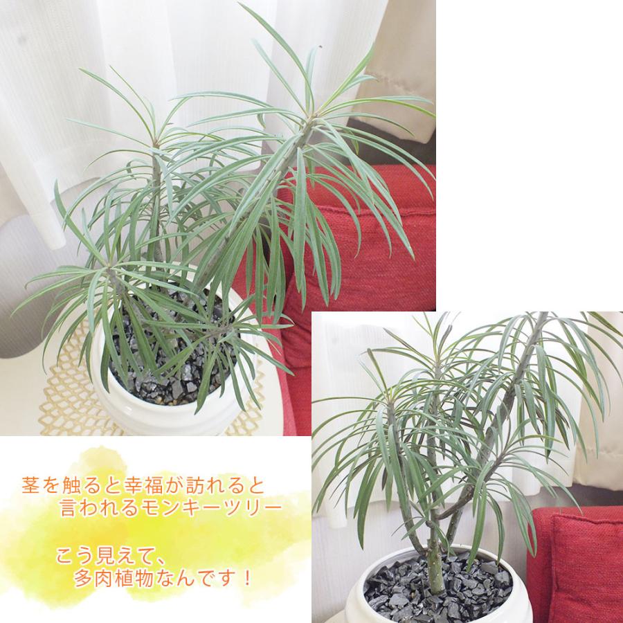 セネシオ クレイニア モンキーツリー 5号 緑プラ鉢 株立 多肉植物 現品 観葉植物 おしゃれ お祝い プレゼント ギフト 風水 種類一覧 Tk 537 2 Okabe Green Jewery Plant 通販 Yahoo ショッピング