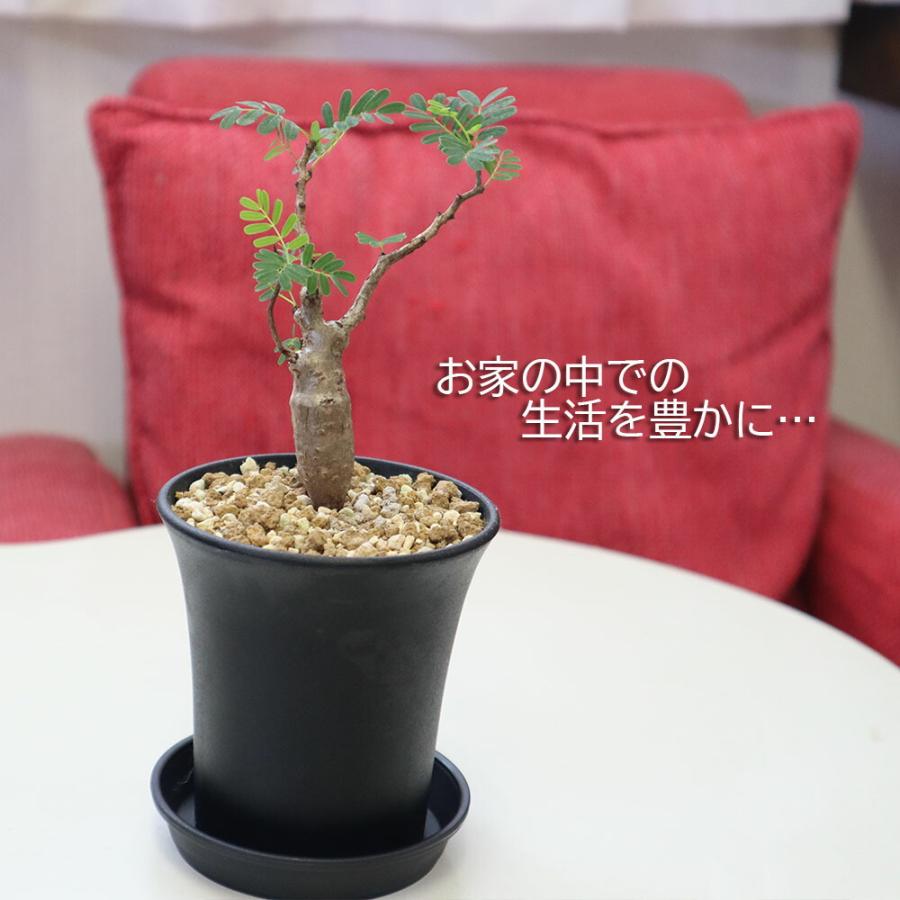 希少品種 観葉植物 おしゃれ センナ メリディオナリス 現品 3号