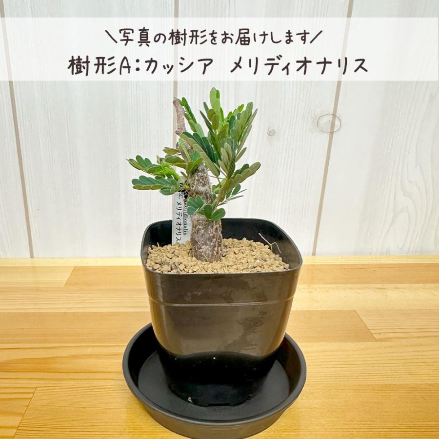 センナ　メリディオナリス　ボコ肌 （鉢付き） センナ メリディオナリス 実生株 ボコ肌 ゴツゴツ肌（鉢付き