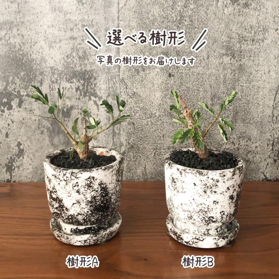 希少品種 観葉植物 おしゃれ センナ メリディオナリス 選べる樹形 現品