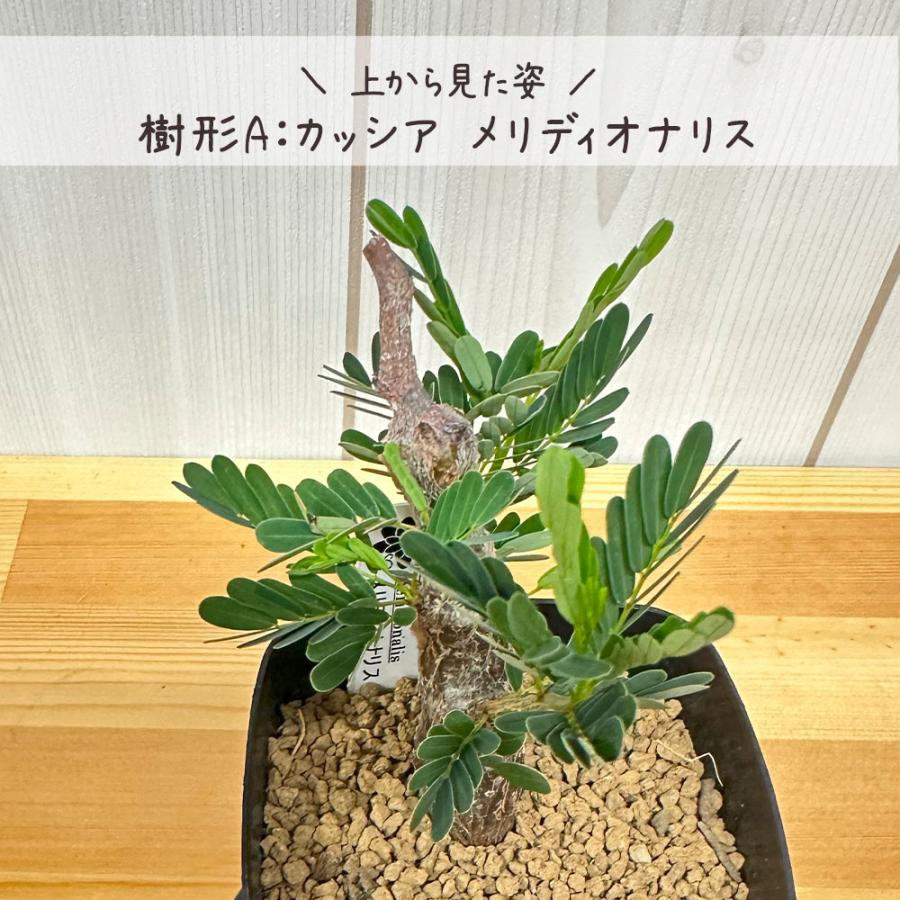 希少品種 観葉植物 おしゃれ センナ メリディオナリス 現品 3号