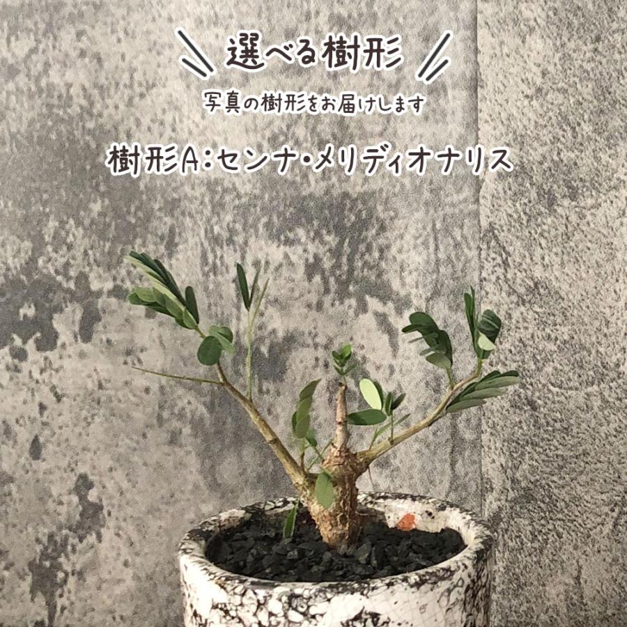 希少品種 観葉植物 お中元 おしゃれ センナ メリディオナリス 選べる樹