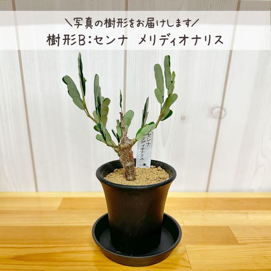 センナ　メリディオナリス　ボコ肌 （鉢付き） センナ メリディオナリス 輸入株［No.25］ × 坂本新 作【 LUSTER