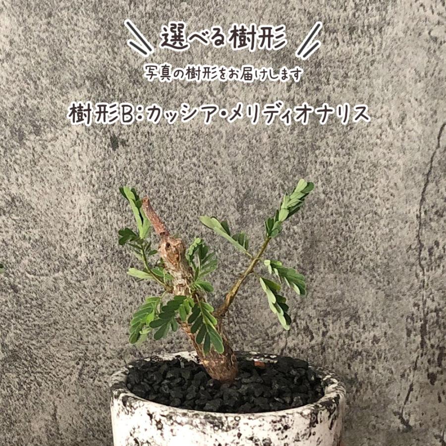 希少品種 観葉植物 お中元 おしゃれ センナ メリディオナリス 選べる樹