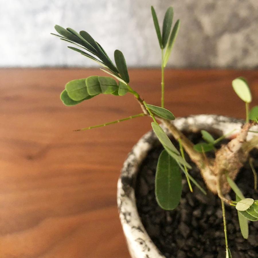 希少品種 観葉植物 お中元 おしゃれ センナ メリディオナリス 選べる樹