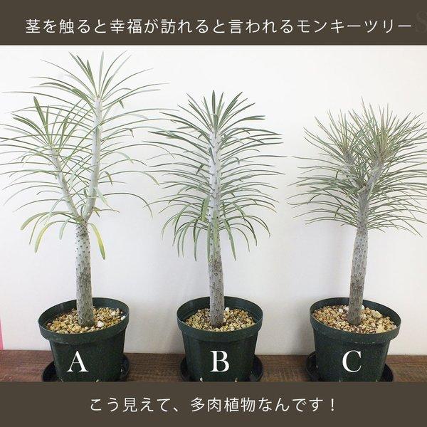 セネシオ クレイニア モンキーツリー 5号 緑プラ鉢 一本立 多肉植物 現品 観葉植物 おしゃれ お祝い プレゼント ギフト 風水 種類一覧 Tk 537 Okabe Green Jewery Plant 通販 Yahoo ショッピング