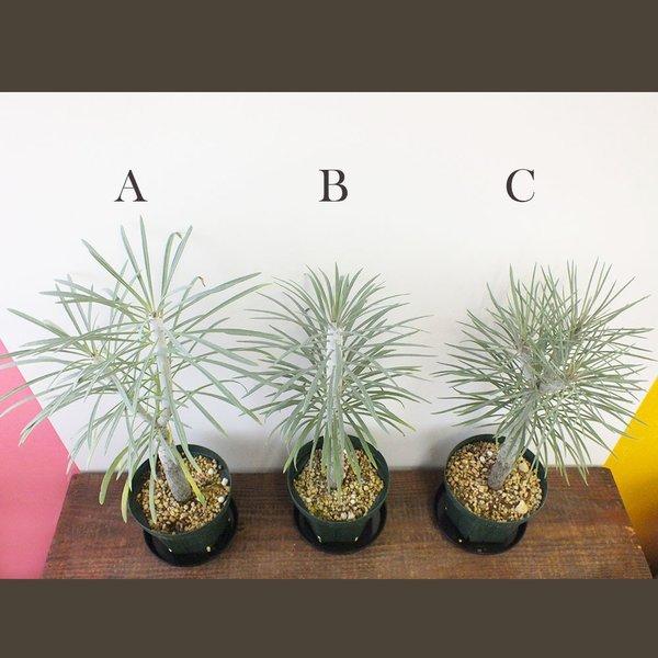 セネシオ クレイニア モンキーツリー 5号 緑プラ鉢 一本立 多肉植物 現品 観葉植物 おしゃれ お祝い プレゼント ギフト 風水 種類一覧 Tk 537 Okabe Green Jewery Plant 通販 Yahoo ショッピング