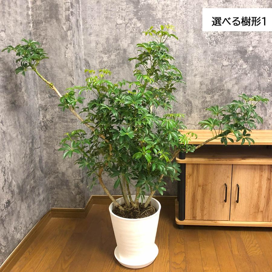 観葉植物 おしゃれ 大型 本物 シェフレラ ホンコンカポック グリーン