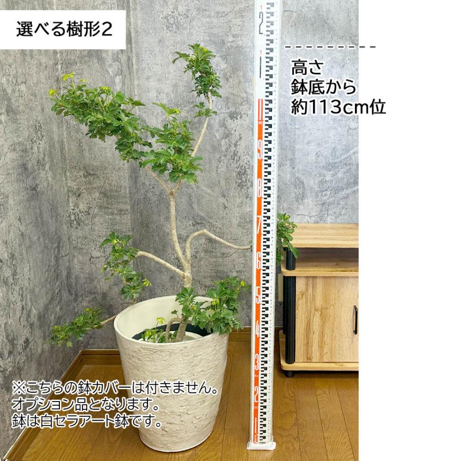 ⑰　シェフレラ　マルコ　8号曲がり仕立て　希少品種 ① シェフレラ マルコ 8号 曲がり仕立て 希少品種 - メルカリ