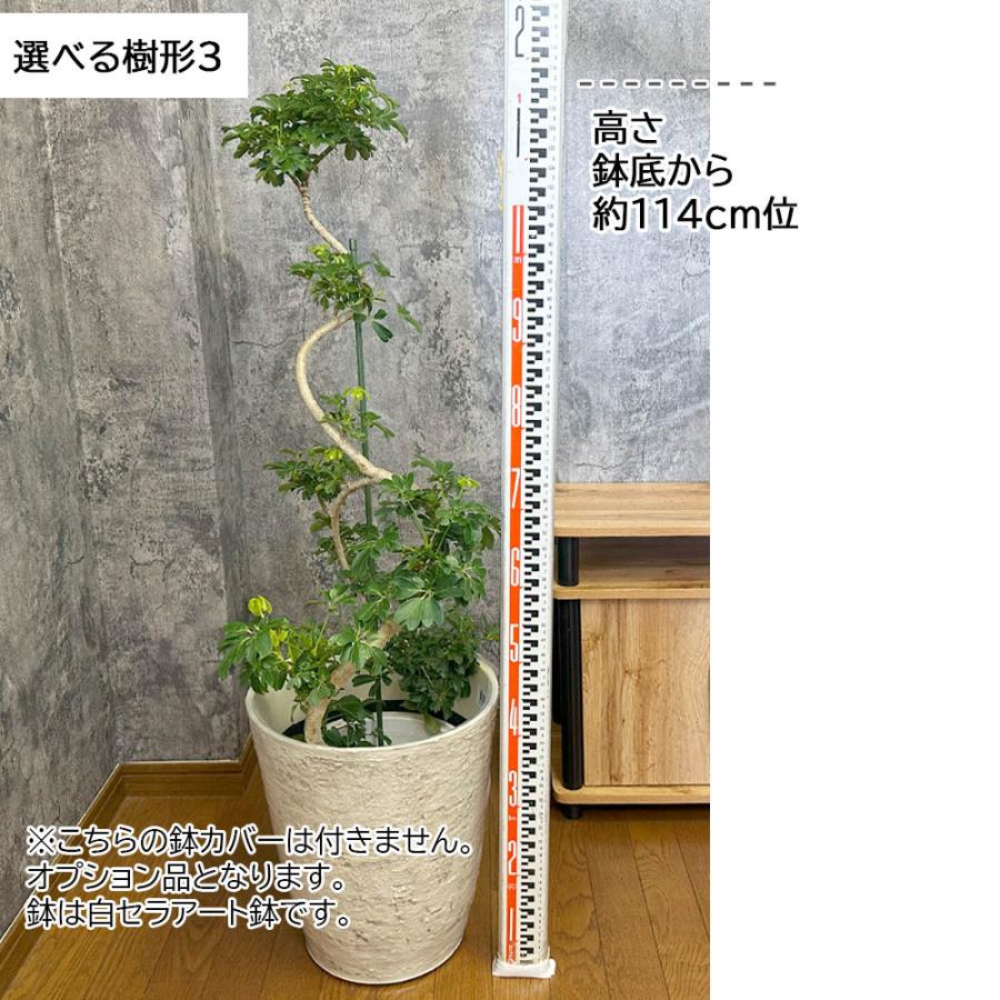 もりもり シェフレラ マルコ 曲がり 8号 特大 797 【公式通販】